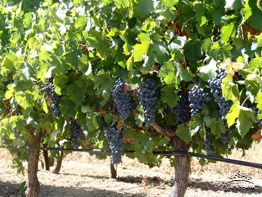 Cabernet Sauvignon виноград