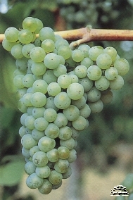 Шардоне виноград 