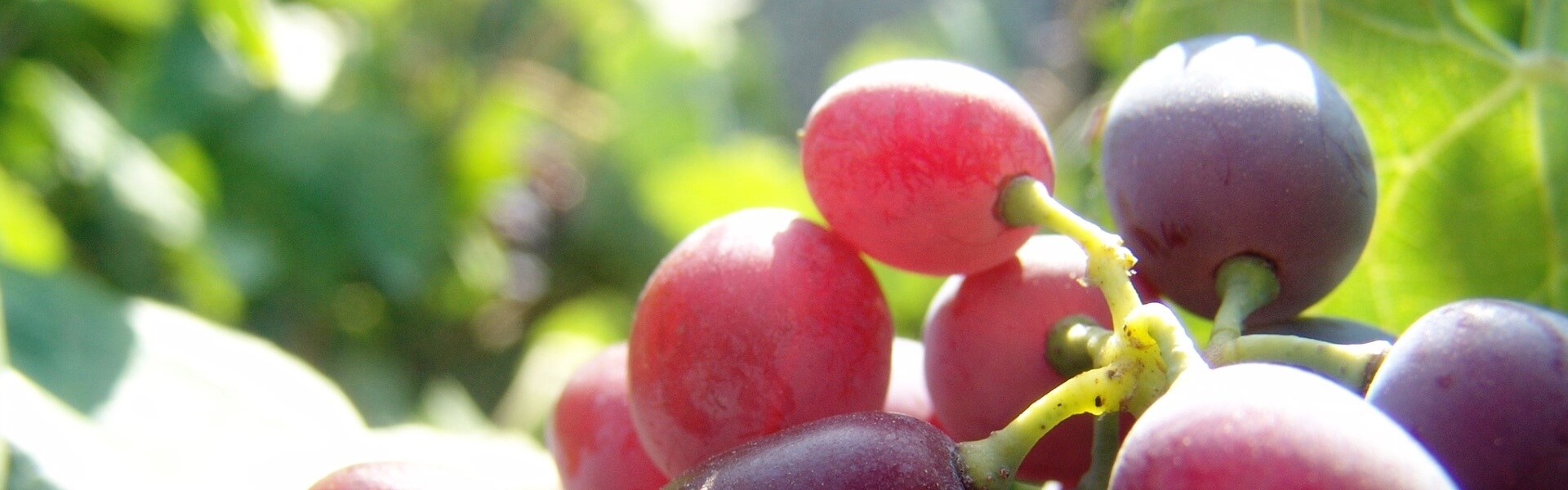 Greek Grape varieties