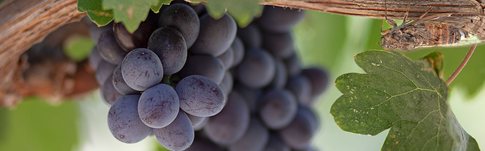 Greek Grape varieties