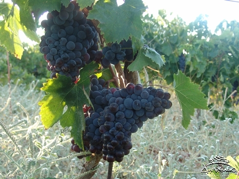Kotsifali grapes
