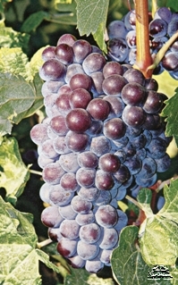 Cretan grape variety Kotsifali