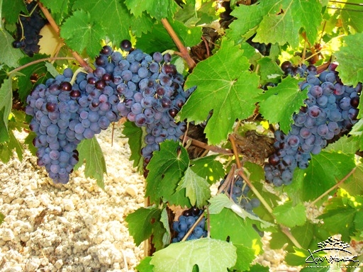 Лиатико виноград