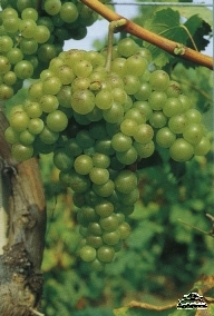 Cretan grape variety Muscat of Spina