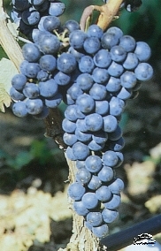 Grape variety Sangiovese
