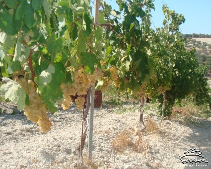 Grapes Sauvignon Blanc