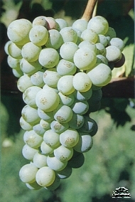 Grape variety Sauvignon Blanc