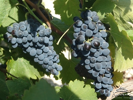 Syrah grapes