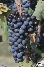 Сорт винограда Syrah