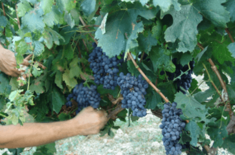 Cretan grape variety Kotsifali