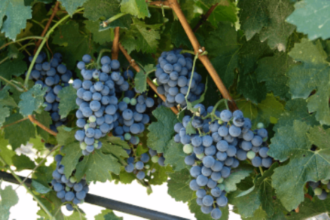 Grape variety Syrah in Crete, Greece