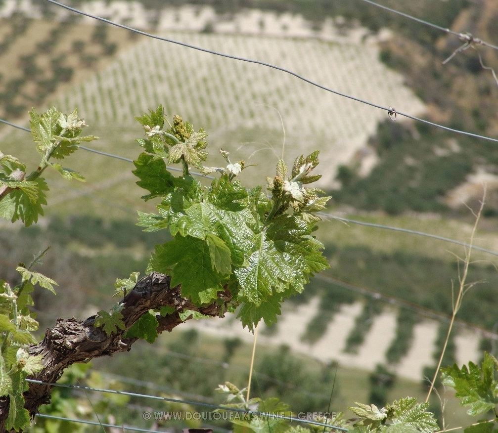Vine sprouting in Spring at Liatiko vineyards