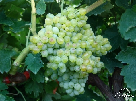 Видиано виноград для вина