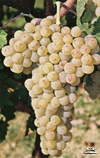 Вилана виноград для вина