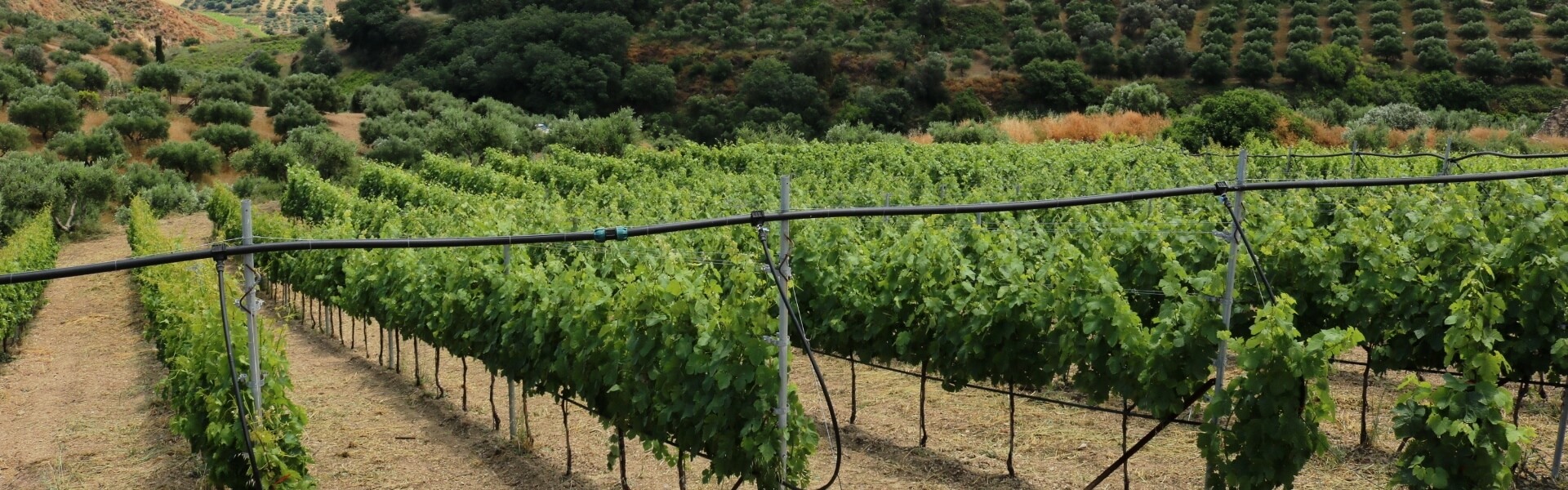 Greek Vineyards Greece