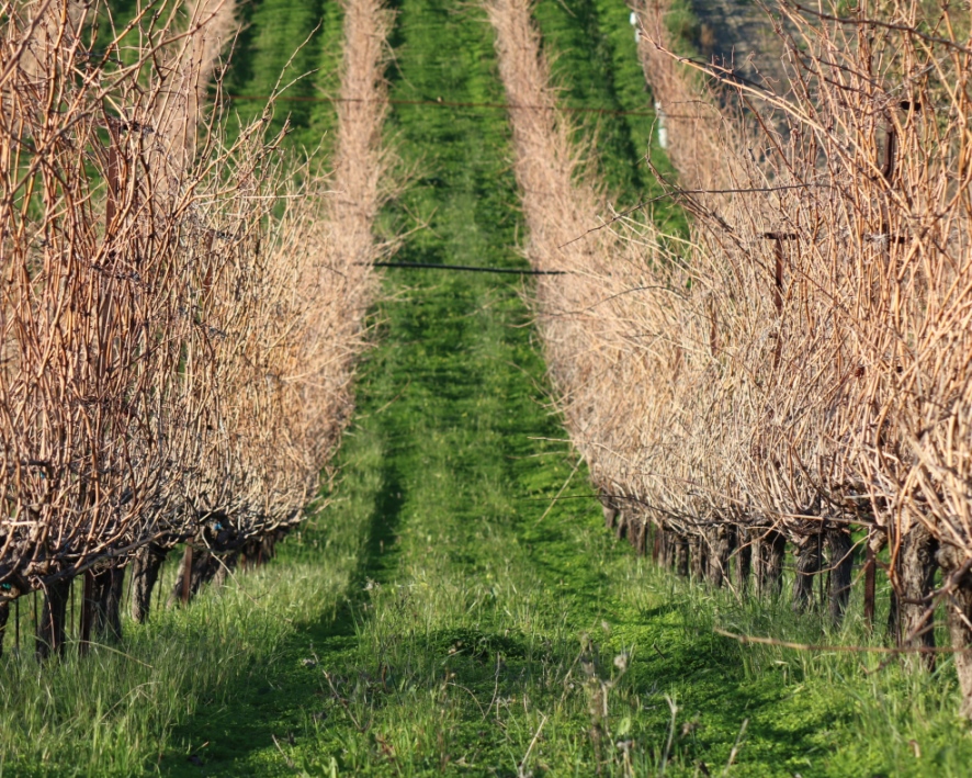 Kretische Weinberge im Herbst