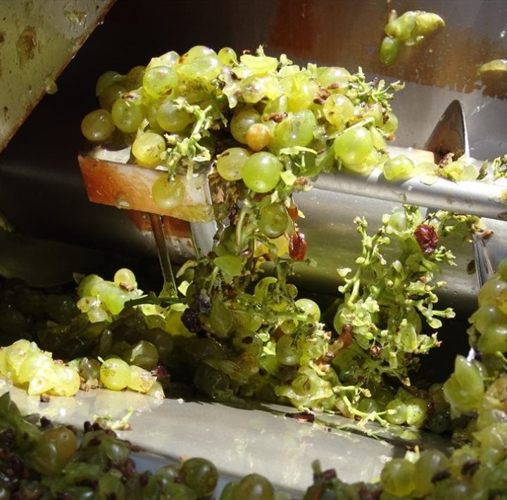 Vinification Cretan Grapes