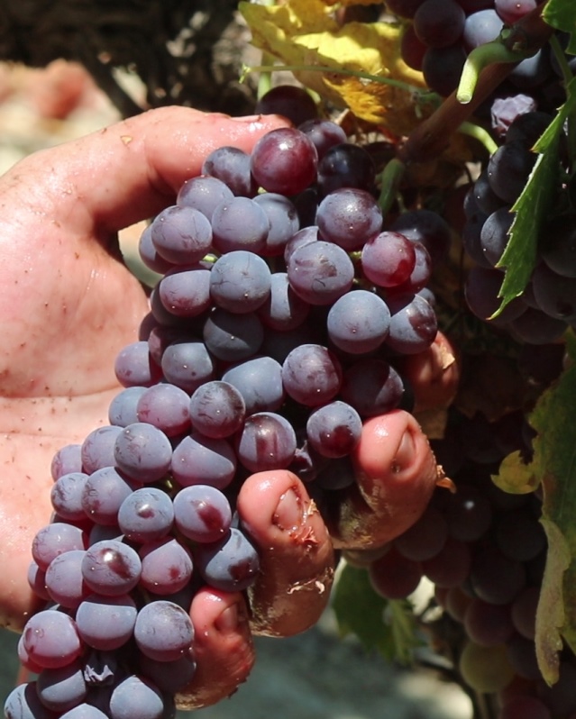 Harvest Greek grapes