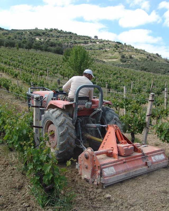 Возделывание виноградников на острове Крит