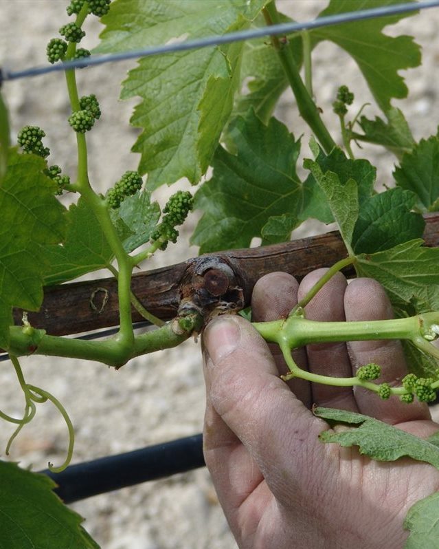 Vine foliage management