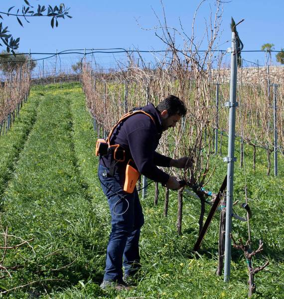 Arbeiten in den Douloufakis Weinbergen