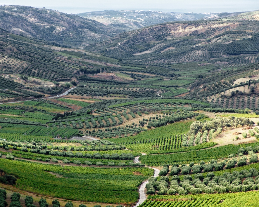 Виноградники в Греции Летом