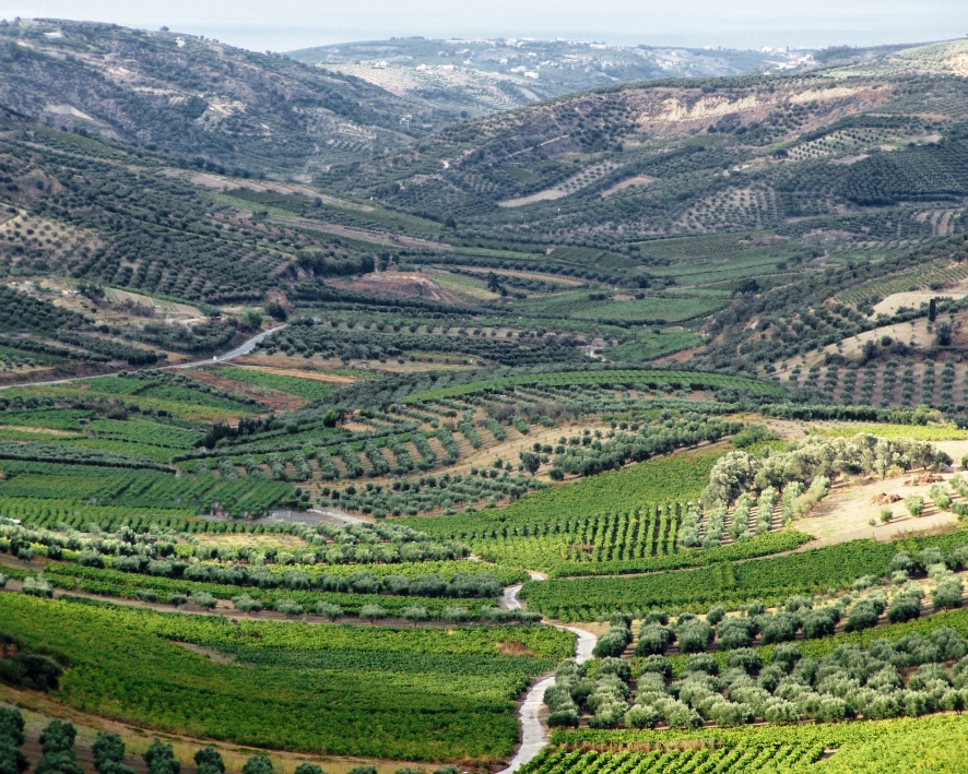 Griechische Weinberge im Sommer