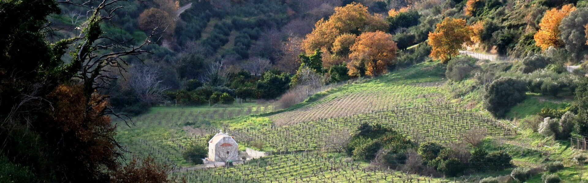 Фото- Виноградник зимой, Крит, Греция