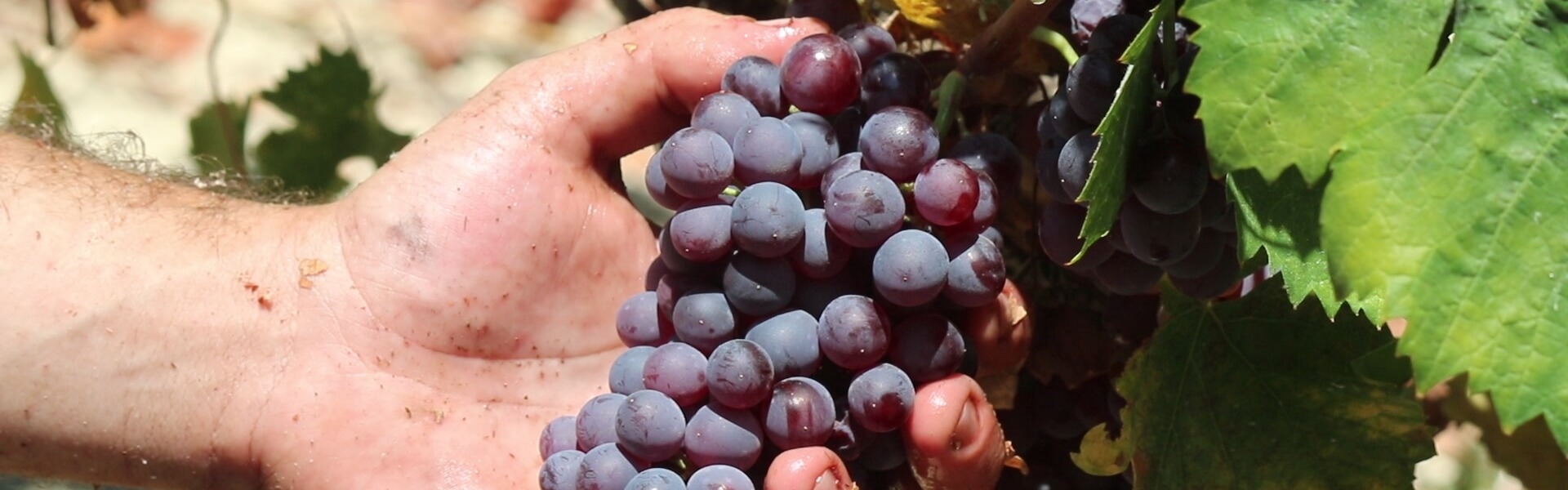 Фото и Видео- Сбор урожая Винограда на Крите, в Греции