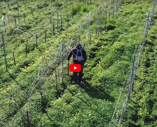 Vineyard Pruning 2019-2020