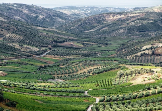 Douloufakis vineyards Dafnes Crete Greece